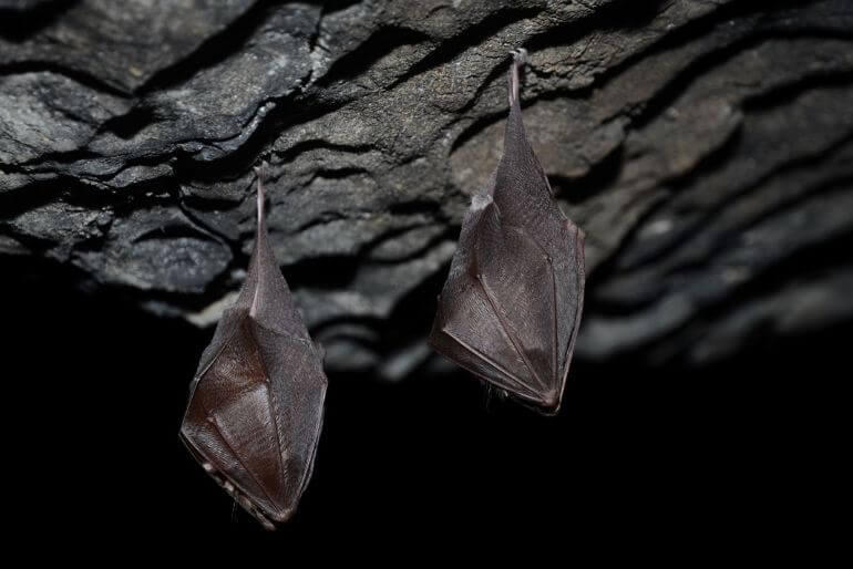 Rozhovor Tomáš Růžička, CHKO, příroda, vrápenec malý. KULTINO*