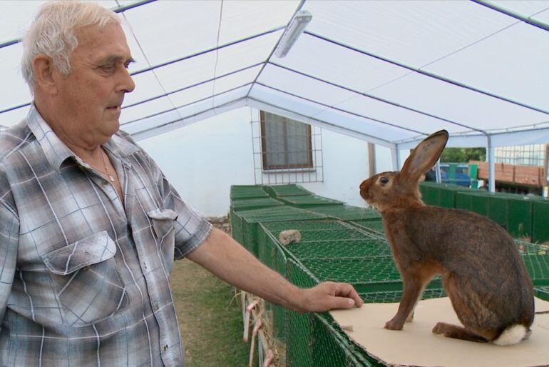 Starší chovatel ve stanu s klecemi drží ruku u velkého hnědého králíka, záběr z dokumentu Vyhrát musí předseda Jana Nováka. KULTINO*