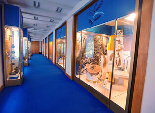 Moravské zemské muzeum - Dietrichsteinský palác. Magazín KULTINO* Brno