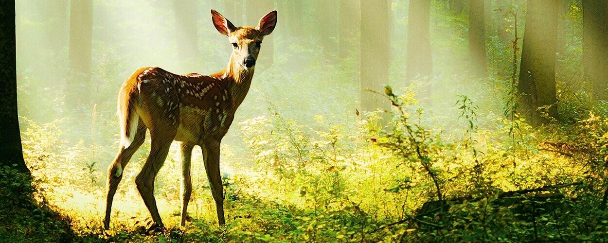 Bambi, Příběh ze života lesů, Tereza Ramba, Felix Salten, Michel Fessler, *Magazín KULTINO* Brno*premiéra, film,