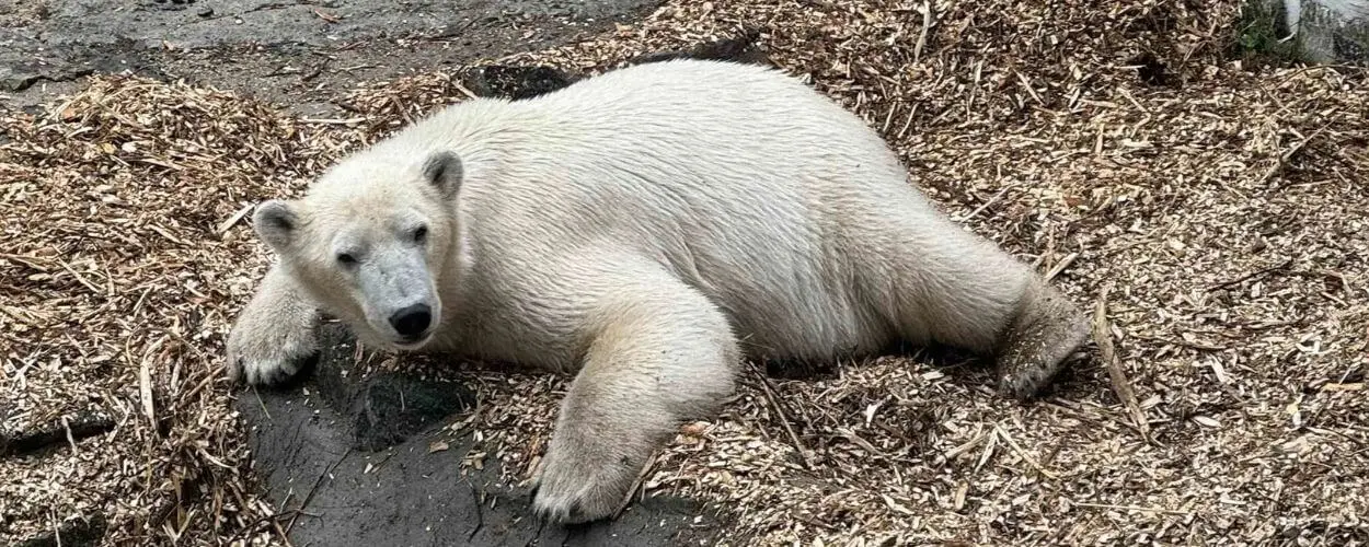 Lední medvěd odpočívající ve svém výběhu v Zoo Brno. Zoologická zahrada ožije během víkendu akcí Festival smečky, která láká na komentovaná krmení a tematická stanoviště. KULTINO*