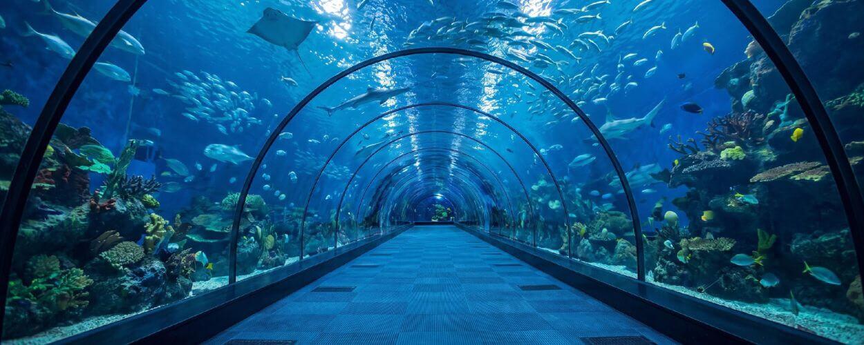 Prosklený podmořský tunel v novém akváriu Green Planet v Brně. Návštěvníci jsou bezprostředně obklopeni oceánským životem, korály a plavajícími žraloky. KULTINO*