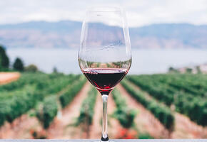 Vyrazte v září na vinobraní, Víno, Vinobraní, magazín KULT* Brno