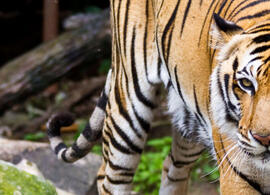 zoo brno, bystrc, adopce zvířat, mapa, vlak, hřiště, nové výběhy, expozice, soutěž, představení, magazín KULT* Brno