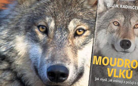 Moudrost vlků,Jak myslí, jak vnímají a pečují o sebe, vlci, Mladá fronta, magazín Kult* Brno