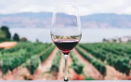 Vyrazte v září na vinobraní, Víno, Vinobraní, magazín KULT* Brno