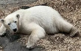 Lední medvěd odpočívající ve svém výběhu v Zoo Brno. Zoologická zahrada ožije během víkendu akcí Festival smečky, která láká na komentovaná krmení a tematická stanoviště. KULTINO*