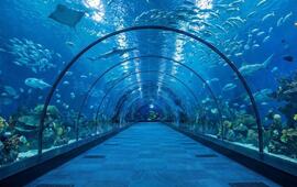 Prosklený podmořský tunel v novém akváriu Green Planet v Brně. Návštěvníci jsou bezprostředně obklopeni oceánským životem, korály a plavajícími žraloky. KULTINO*